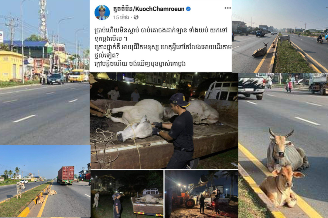 ឯកឧត្តម គួច ចំរើន អភិបាលខេត្តព្រះសីហនុ ចាប់សត្វគោចំនួន០២ក្បាល ចងដាក់ឡានដើម្បីស្វែងរកមុខម្ចាស់ដែលប្រលេងឱ្យដើរយ៉ាងអនាធិបតេយ្យ ក្នុងក្រុងព្រះសីហនុ