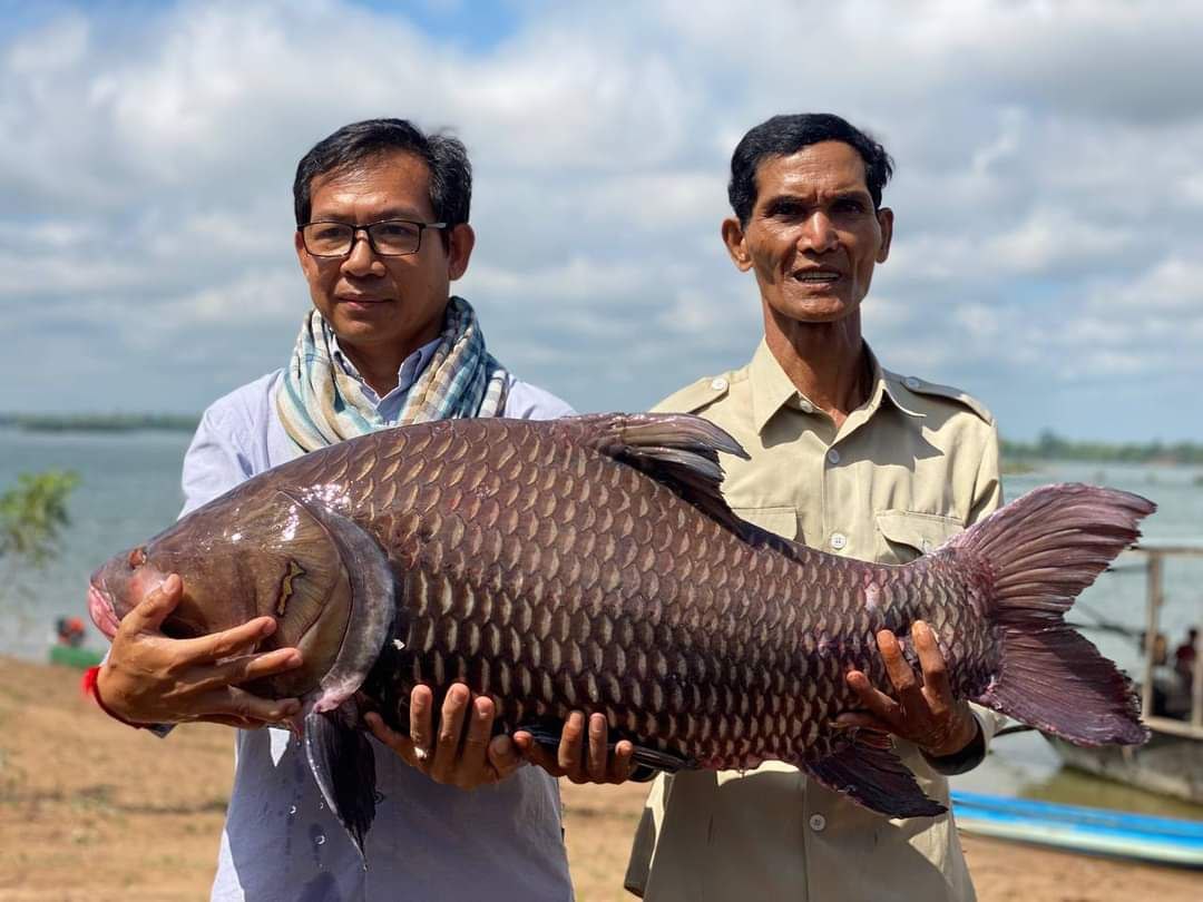 ព្រលែងមេពូជត្រីគល់រាំង និងត្រីប្រាធំៗ ចំនួន ១០០ក្បាល ក្នុងតំបន់អភិរក្សត្រី ដោយមានភ្ជាប់ឧបករណ៍តាមដាន