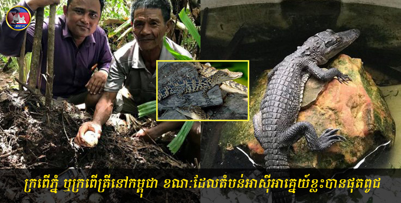 សត្វ "ក្រពើភ្នំ" ចំនួន ១៤៦ក្បាល ត្រូវបានលែងចូលក្នុងជម្រកធម្មជាតិ