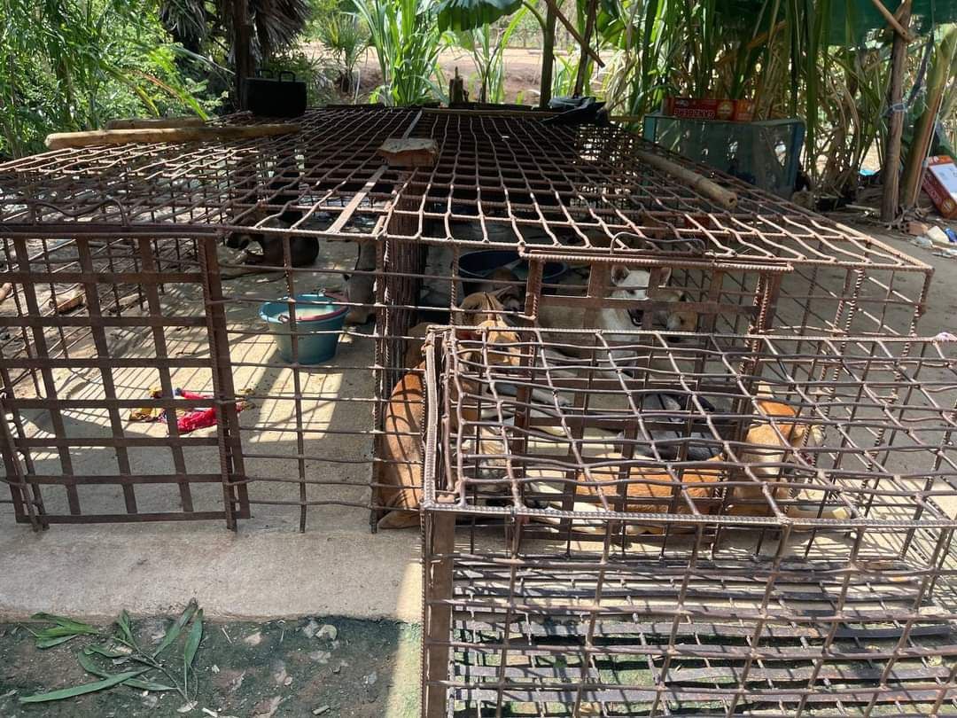 មុខរបរពិឃាតសត្វសុខនក្រោយចុះធ្វើកិច្ចសន្យាបិទ បានផ្លាស់ប្តូរទៅកន្លែងមួយទៀត