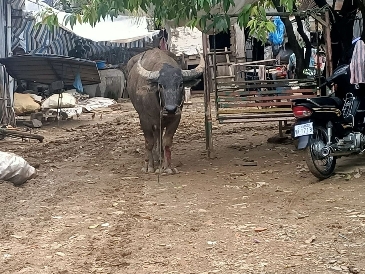 បុរសក្លាហានម្នាក់ ចូ.លចា.ប់ច.ងជើ.ង សត្វក្របីឡើង.កមួ.យក្បាលដែលដេ.ញវ័យផ្អើលពលរដ្ឋ និងសមត្ថកិច្ចផ្អើលក្រុងប៉ោយប៉ែត