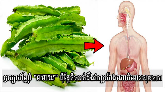 ល្អយ៉ាងនេះ «ពពាយ» ជាបន្លែដែលល្ពប្រសើរណាស់សម្រាប់សុខភាពរាងកាយ និងសម្រស់