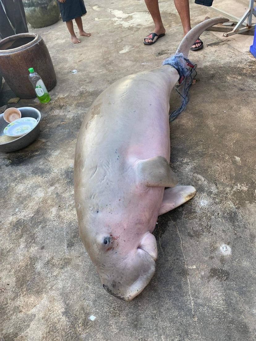 មានករណីលក់សាច់ជ្រូកទឹក នៅតែទទួលការរងគ្រោះ ខណៈអ្នកអភិរក្ស និងមន្រ្តីជំនាញជុលផលខេត្តកែបចុះបង្កាប់ហើយឱ្យធ្វើកិច្ចសន្យានិងឲ្យអ្នកនេសាទត្រូវចូលរួមថែរក្សា