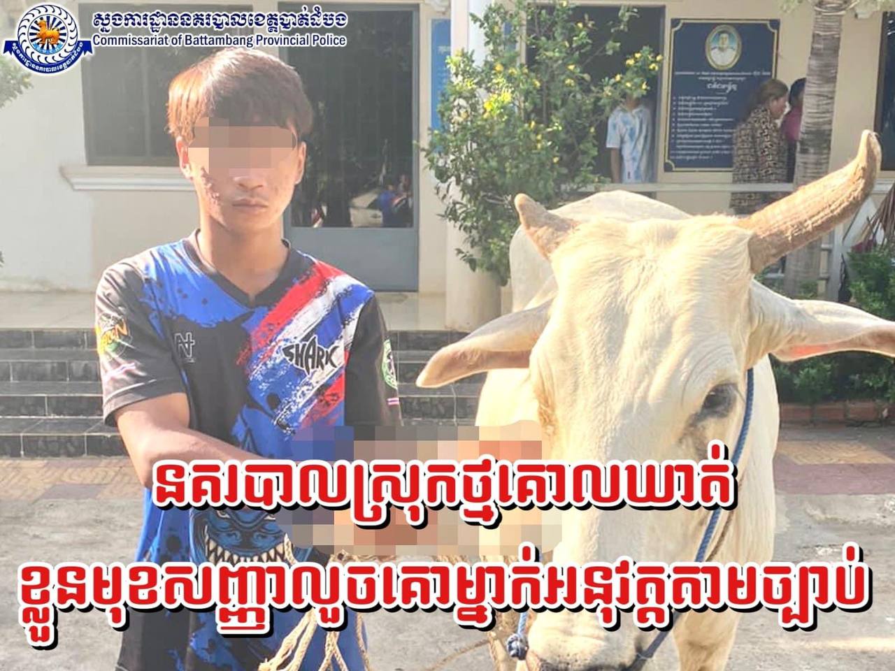 ឃាត់ខ្លួនមុខសញ្ញាចោរលួចគោរបស់អ្នកភូមិម្នាក់ នៅស្រុកថ្មគោល