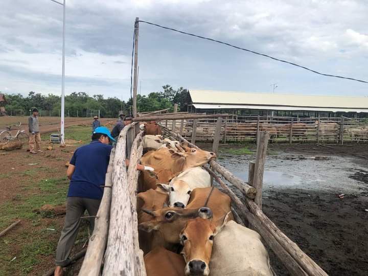 យុទ្ធនាការចាក់វ៉ាក់សាំងការពារជំងឺសាទឹកដល់សត្វគោក្របីជូនកសិករ នៅភូមិបុស្សវែង ឃុំសាលាវិស័យ ស្រុកប្រាសាទបល្ល័ង្ក
