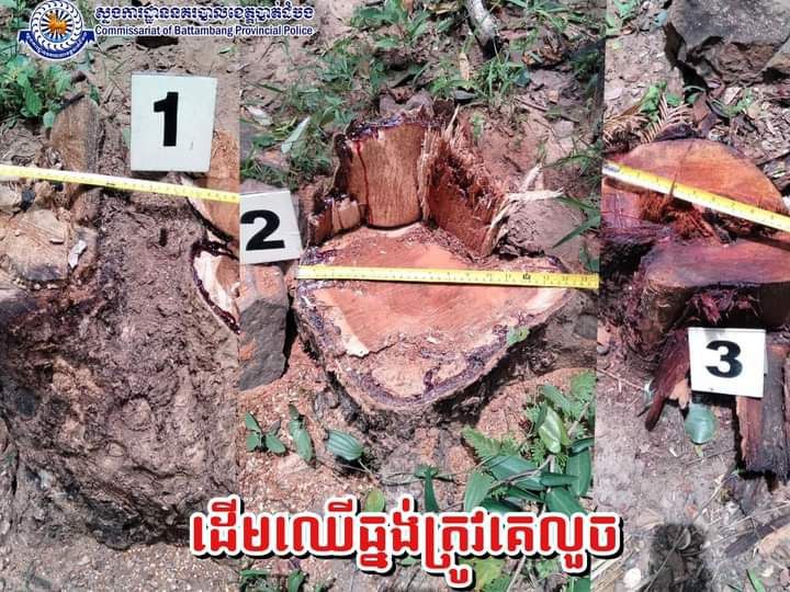 ហ៊ានណាស់! លួចកា-ប់យកដើមឈើធ្នង់យ៉ាងធំរបស់អ្នកដទៃ យកទៅបាត់ទាំងយប់ ទីបំផុតត្រូវសមត្ថកិច្ចនគរបាលស្រុករតនមណ្ឌលឃាត់ខ្លួន
