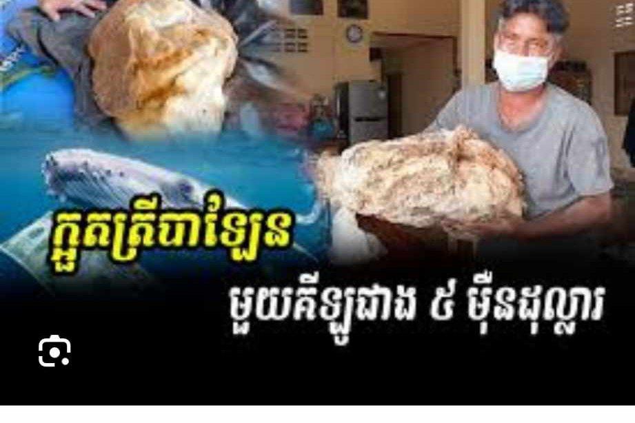 សំណាងធ្លាក់ពីលើមេឃមែន កំអួតត្រីបាឡែនទម្ងន់ជិត 3គីឡូ ប្រទះឃើញនៅឆ្នេរដើមឈើចាំស្នេហ៍ក្រុងព្រះសីហនុ ពេលនេះប្រកាសរកក្រុមហ៊ុនទិញ