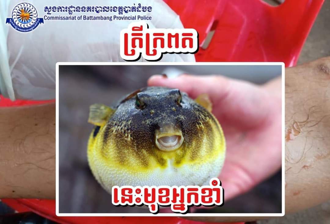 ភ្ញាក់ផ្អើលមានករណីត្រីស៊ីសាច់ក្នុងស្ទឹងក្រញូង ស្រុកសំឡូត ស្នងការនរបាលខេត្តបាត់ដំបង បកស្រាយថា «ជាករណីត្រីក្រពតខាំចំសរសៃឈាមទើបបណ្ដាលឱ្យមានឈាមហូរច្រើន»