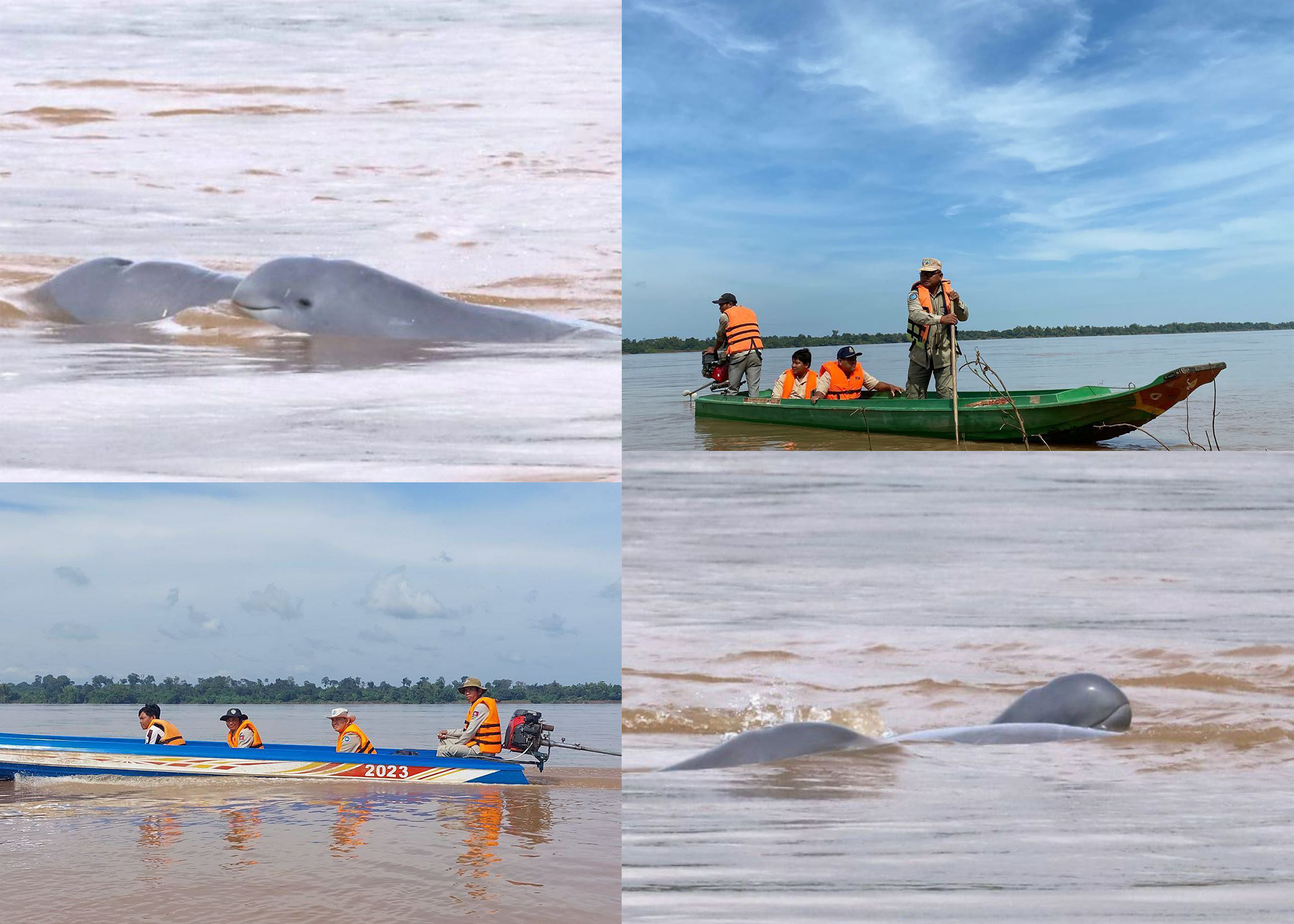 មន្ត្រីជំនាញជលផលហាមអ្នកនេសាទចូលក្នុងអន្លង់អភិរក្សសត្វផ្សោតទើបកើតថ្មី