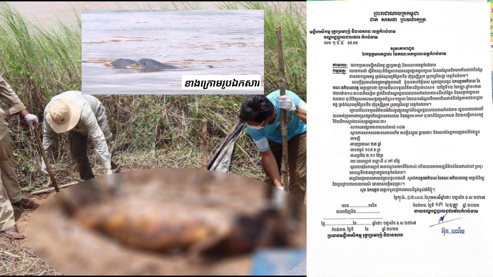 ពិតជាគួរឲ្យសោកស្តាយណាស់ កម្ពុជាបាត់បង់សត្វផ្សោតញី ០១ក្បាលទៀត ស្លាប់ដោយសារមានវ័យចំណាស់ នៅទន្លេខេត្តកំពង់ចាម