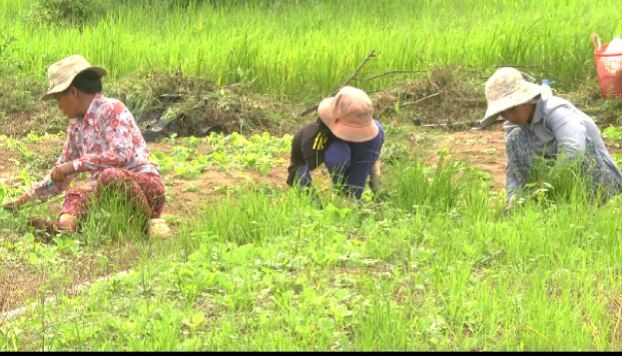 ប្រជាកសិកក្នុងស្រុកទឹកឈូដាំដំណាំបន្លែបច្ចេកទេសសុវត្ថិភាពលក់វិលជុំរបស់ពលរដ្ឋក្នុងស្រុករកប្រាក់ចំណូលបានសមរម្យហើយងាយស្រួល
