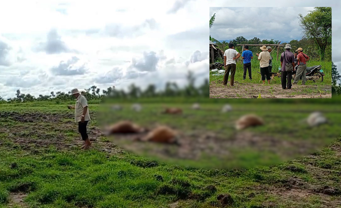 សត្វគោចំនួន១៧ក្បាលបានងាប់ដោយសារពុលថ្នាំបាញ់ស្រូវពង្រោះ ខណៈម្ចាស់ស្លុតចិត្តជាខ្លាំង