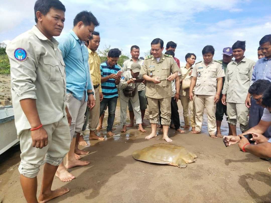 សត្វកន្ធាយក្បាលកង្កែបមួយក្បាលត្រូវបានប្រគល់ឱ្យអង្គការ (WCS) ព្យាបាលរបួស