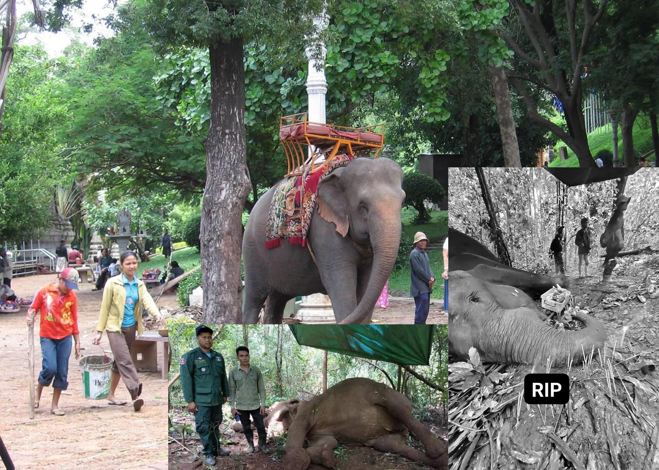 សោកស្ដាយណាស់សត្វដំរីដែលឈ្មោះ សំបូរ នៅវត្តភ្នំនោះ បានលាចាកលោកហើយ