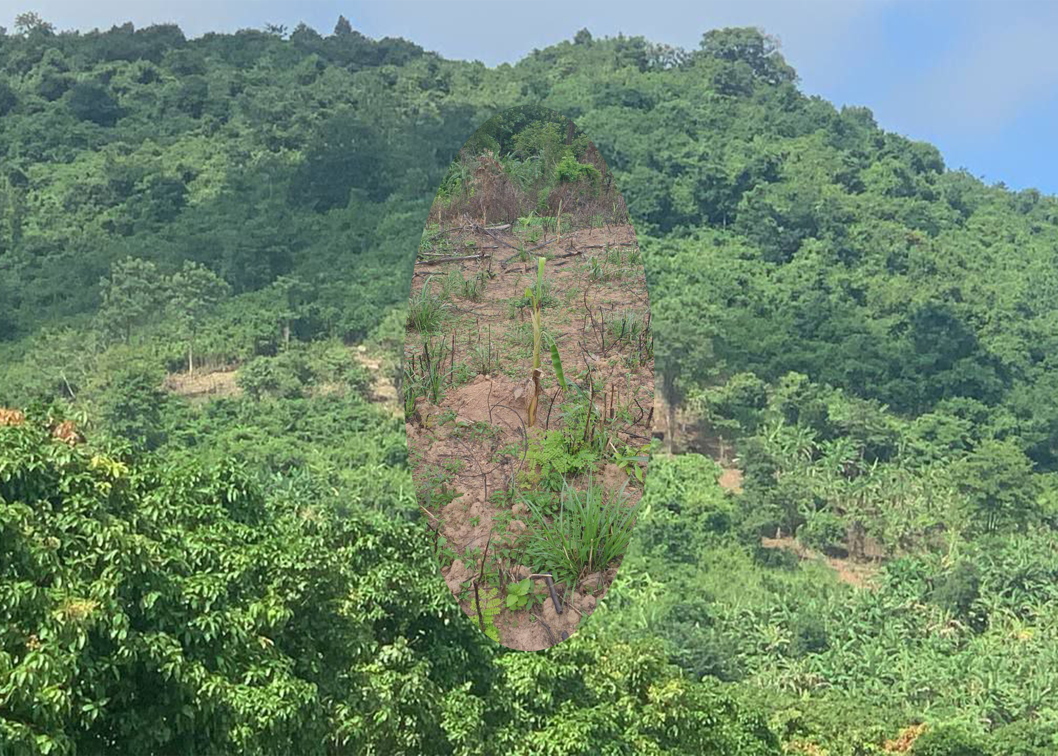 ដីព្រៃបម្រុងទុករបស់រដ្ឋជាច្រើនហិកតា កំពុងការកាប់បំផ្លាញពីសំណាក់ក្រុមឈ្មួញ និងជនខិលខូចមានឥទ្ធិពល ប៉ុន្តែមន្ត្រីជំនាញខណ្ឌរដ្ឋបាលព្រៃឈើ និងអាជ្ញាធររក្សាភាពស្ងៀមស្ងាត់