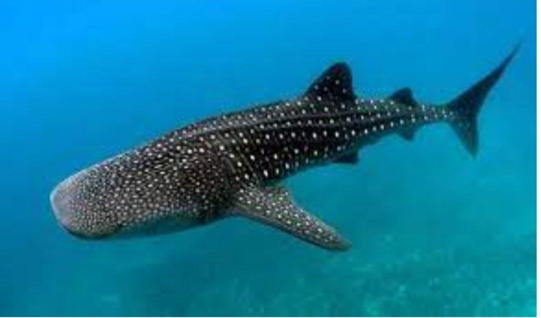 ត្រីបាណន់គីង្គក់ ឬ Whale Shark ជិតដាច់ពូជមួយក្បាល ត្រូវបានក្រុមល្បាតជលផល និងសហគមន៍នេសាទ ប្រទះឃើញនៅកោះរ៉ុងសន្លឹម