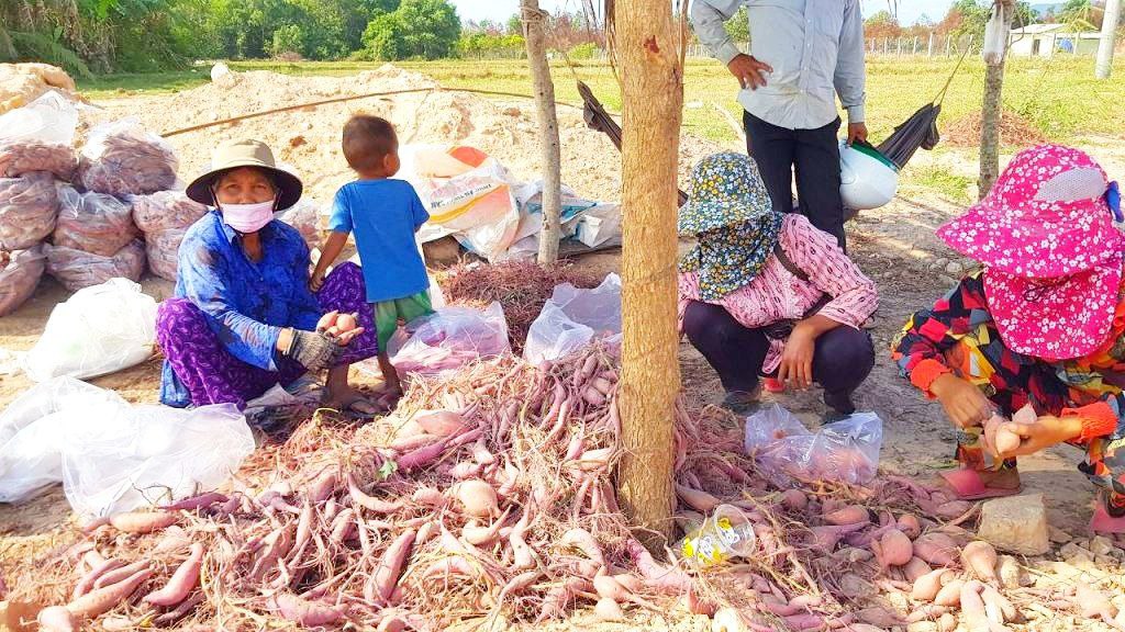 ប្រជាកសិករដាំដំឡូងជ្វានៅសង្កាត់កែបក្រុងកែប បានត្អូញត្អែពីតម្លៃធ្លាក់ចុះ ខណៈដល់រដូវប្រមូលផលឆ្នាំនេះ