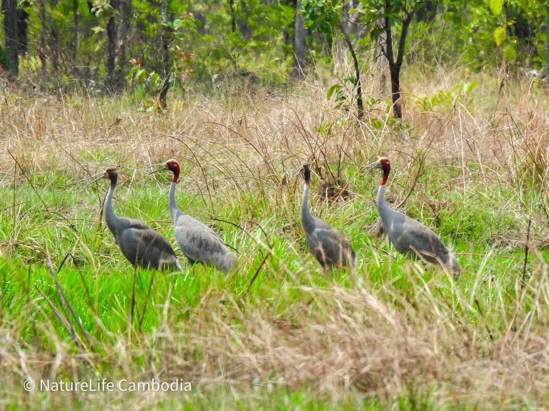 សត្វក្រៀលចំនួន ១៣ក្បាល ត្រូវបានប្រទះឃើញនៅក្នុងដែនជម្រកសត្វព្រៃលំផាត់ ក្នុងខែមករានេះ!