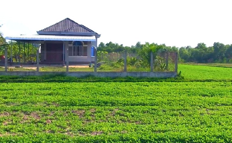 ដំណាំដាំដុះបន្លែរួមផ្សំរបស់ប្រជាកសិកដើម្បីលើកស្ទួយសេដ្ឋកិច្ចក្នុងគ្រួសារនៅក្នុងឃុំកូនសត្វស្រុកទឹកឈូ ខេត្តកំពត កំពុងទាក់ទាញអ្នកទេសចរ