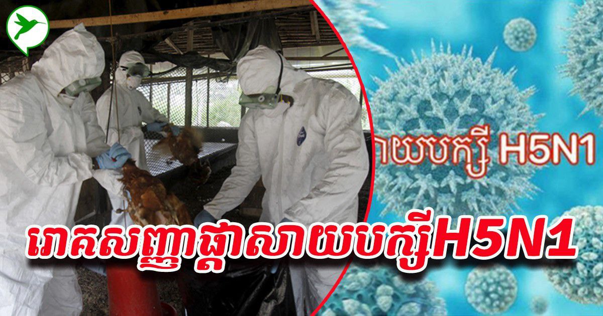 រកអ្នកជំងឺឈ្មោះ រឿន វីរុន (ROEUN VIRUN) អាយុ ៩ឆ្នាំ សង្កាត់អូរឬស្សី ក្រុងក្រចេះ មានផ្ទុកវីរុសផ្តាសសាយបក្សី (H5N1)