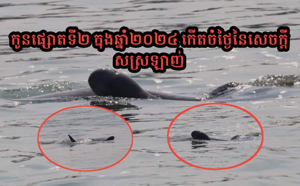 អបអរសាទរ! ដើមឆ្នាំ២០២៤ កូនផ្សោតទី២ បានចាប់កំណើតចំទិវានៃសេចក្តីស្រឡាញ់!