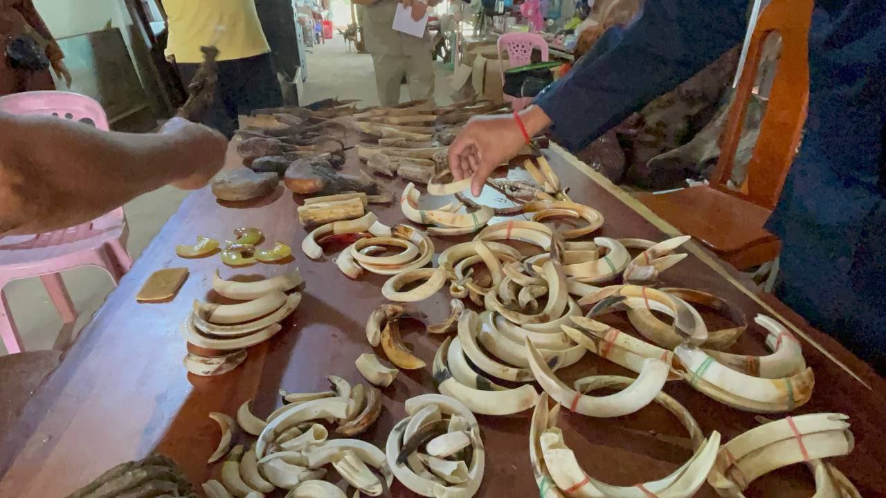 លំនៅឋានមួយកន្លែងត្រូវកម្លាំងសមត្ថកិច្ចចុះឆែកឆេរដកហូតសត្វព្រៃនិងសំណាកសត្វជាច្រើនហើយធ្វើការពិន័យ