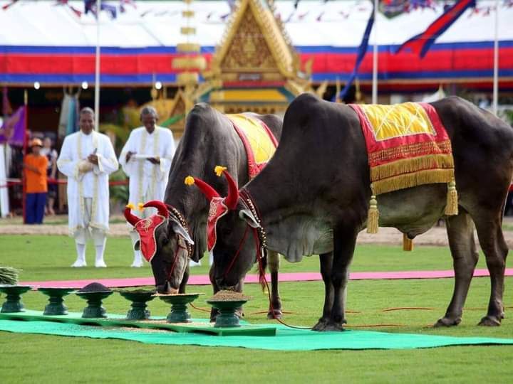 ព្រះរាជពិធីបុណ្យច្រត់ព្រះនង្គ័លក្នុងឆ្នាំ២០២៤ នឹងប្រព្រឹត្តទៅនៅក្នុងបរិវេណមន្ទីរអប់រំ យុវជន និងកីឡា ខេត្តកំពង់ស្ពឺ ស្ថិតក្នុងសង្កាត់ច្បារមន ក្រុងច្បារមន