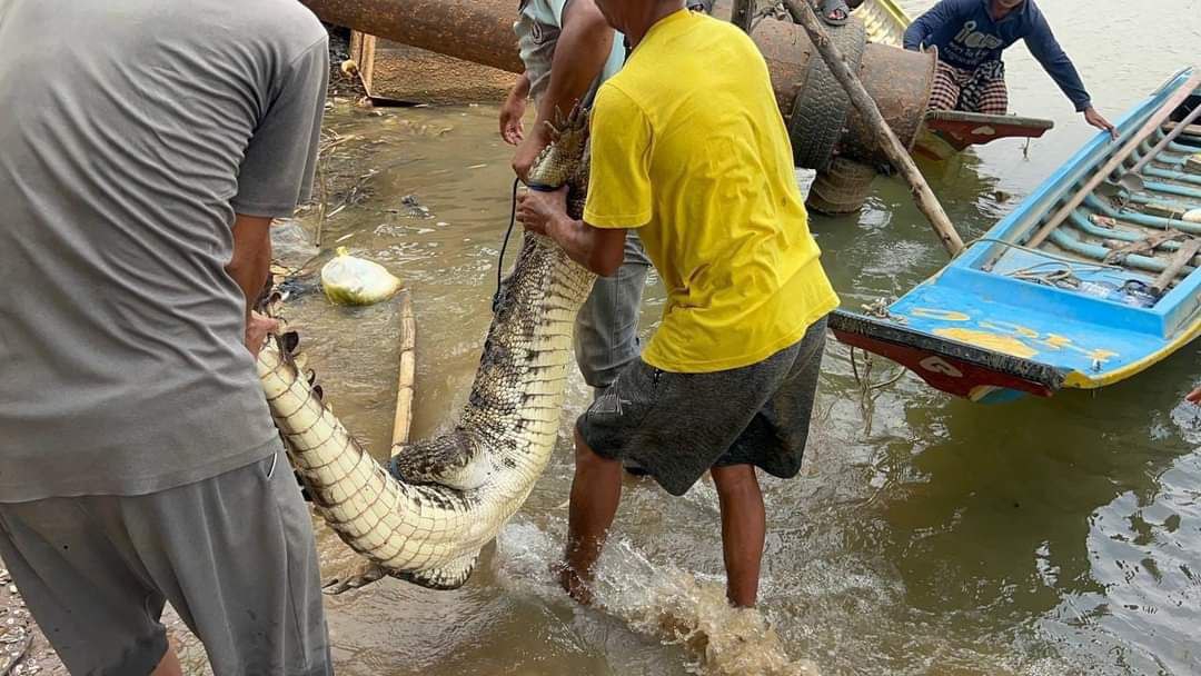 សត្វក្រពើទម្ងន់ជាង ៤០គីឡូក្រាមដែលពលរដ្ឋប្រទះឃើញត្រូវមន្រ្តីជំនាញចាប់បានហើយ