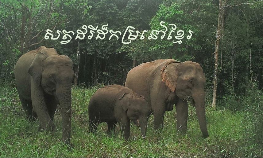 សោកស្តាយណាស់! សត្វដំររីញីមួយក្បាលបានស្លាប់ បន្ទាប់ក្រុមសង្គ្រោះយកចេញពីភក់ ក្នុងអូរក្រាក់នៃដែនជម្រកសត្វព្រៃភ្នំព្រេច ដោយសារមានរបួសធ្ងន់ធ្ងរពេក