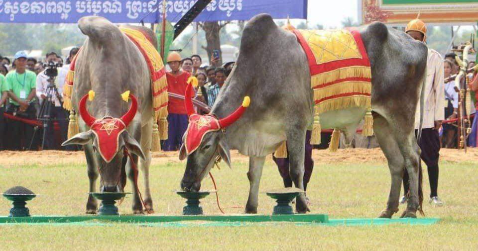 ព្រះរាជពិធីបុណ្យ ច្រត់ព្រះនង្គ័លឆ្នាំនេះនឹងប្រារព្ធធ្វើឡើងនៅខេត្តកំពង់ស្ពឺ