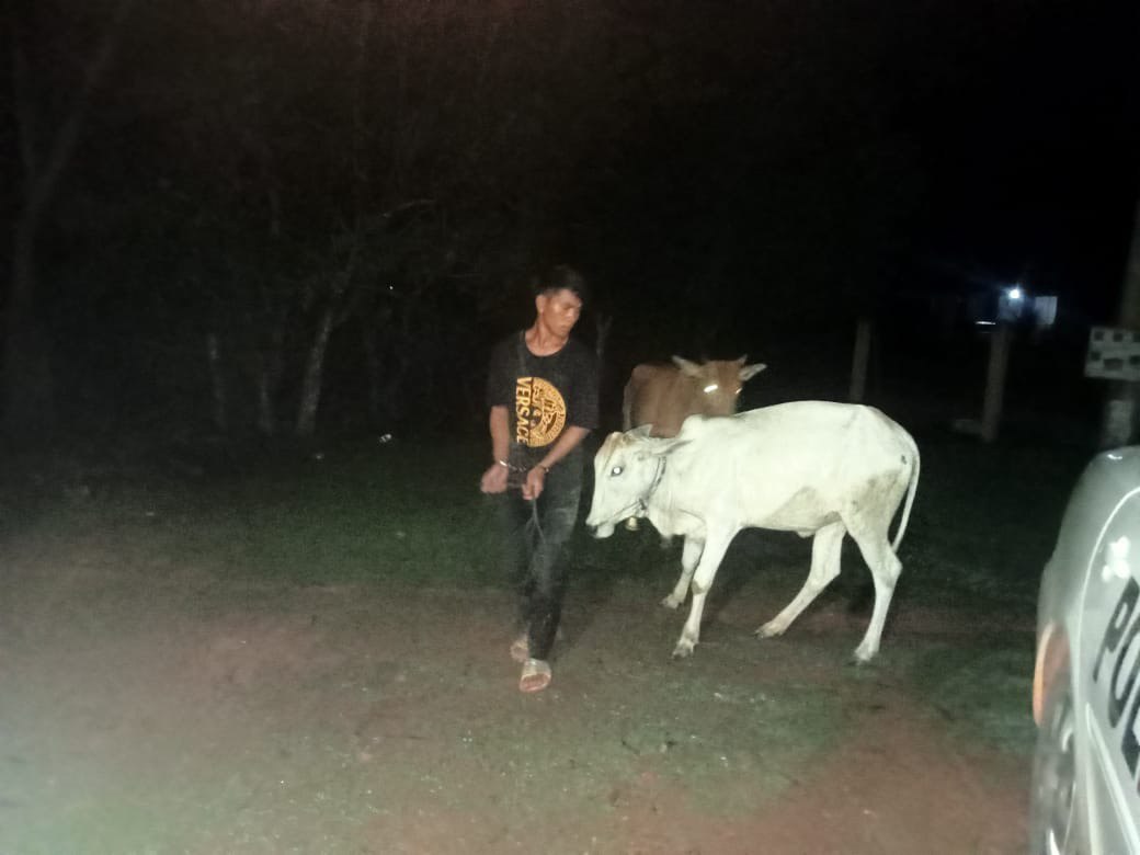 សមត្ថកិច្ចនិងប្រជាពលរដ្ឋស្ទាក់ចាប់បាន ជនសង្ស័យលួចគោ២ក្បាលទាំងកណ្ដាលយប់នៅស្រុករមាសហែក