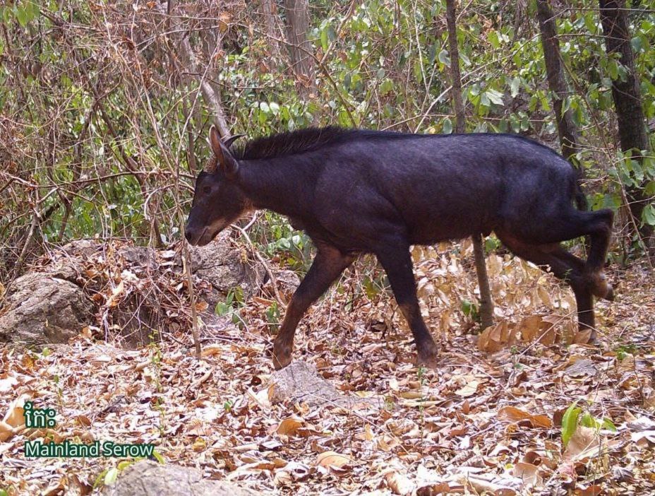 ប្រទះឃើញសត្វកែះដ៏កម្រនៅភ្នំកំបោរខេត្តបាត់ដំបង