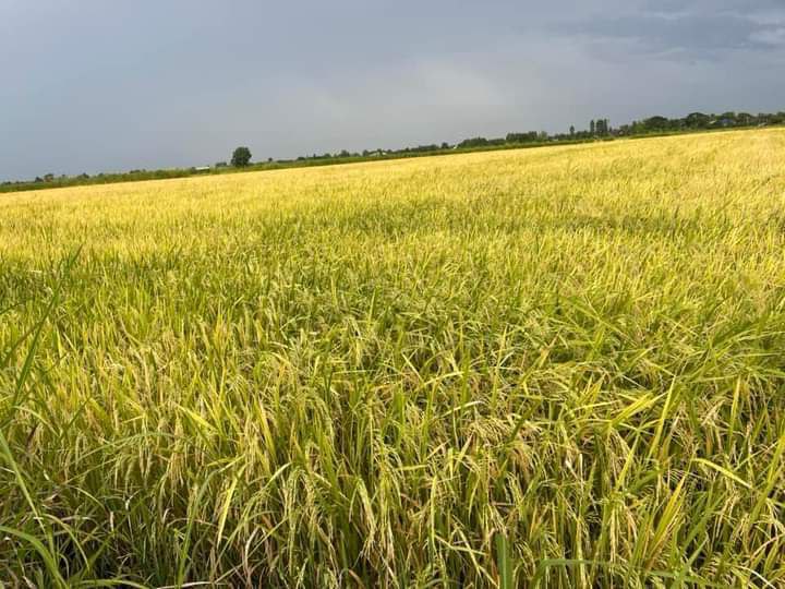 តម្លៃស្រូវចុះថោក ប៉ុន្តែជីនិងថ្នាំថ្លៃ  ធ្វើឲ្យប្រជាកសិករម្នាក់ៗស្ទើតែវ័នក ព្រោះមិនរួចថ្លៃដើម