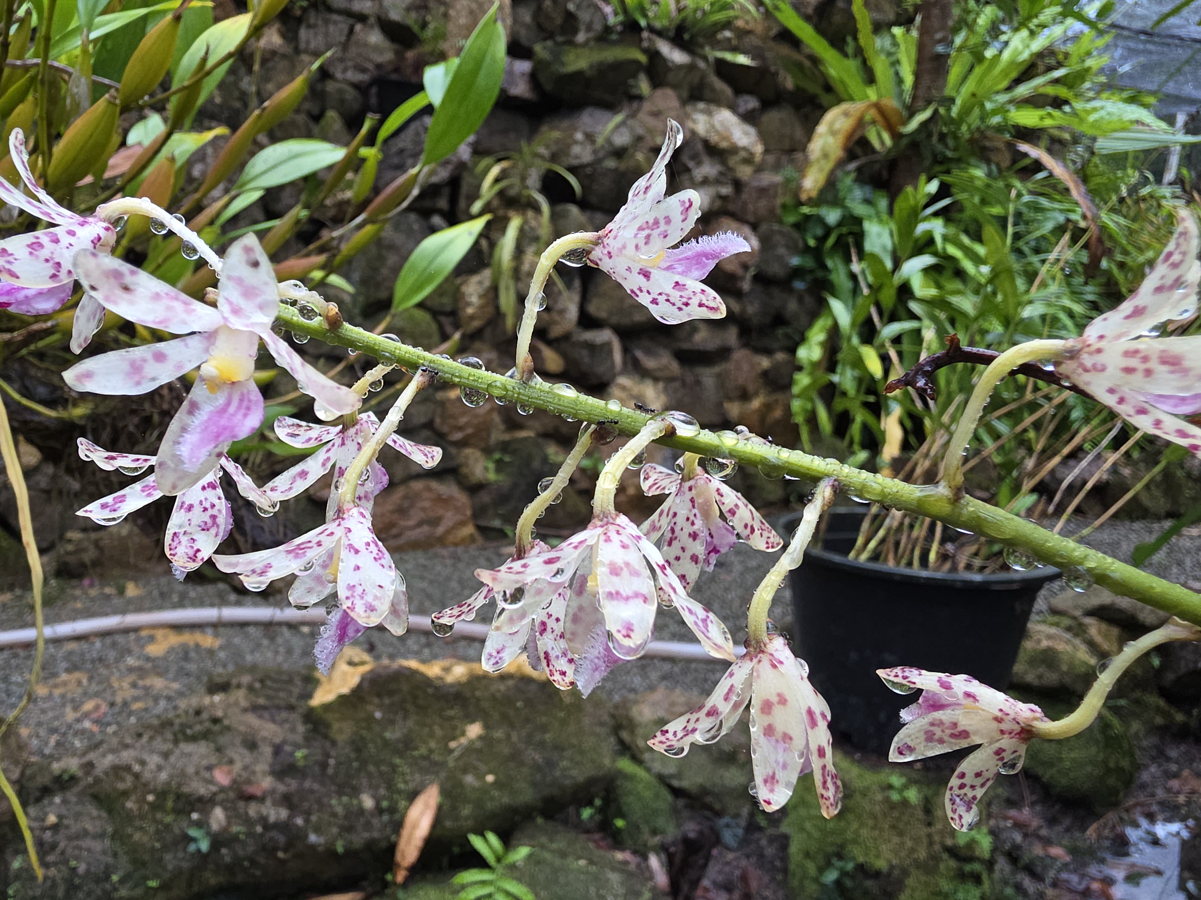 ក្រសួងបរិស្ថាន នឹងរៀបចំវេទិកាកេសរកូលជាតិលើកទី៥ នៅថ្ងៃទី២៦ ខែវិច្ឆិកា  នៅក្នុងអគារមតកតេជោ ទីស្តីការក្រសួងបរិស្ថាន រាជធានីភ្នំពេញ