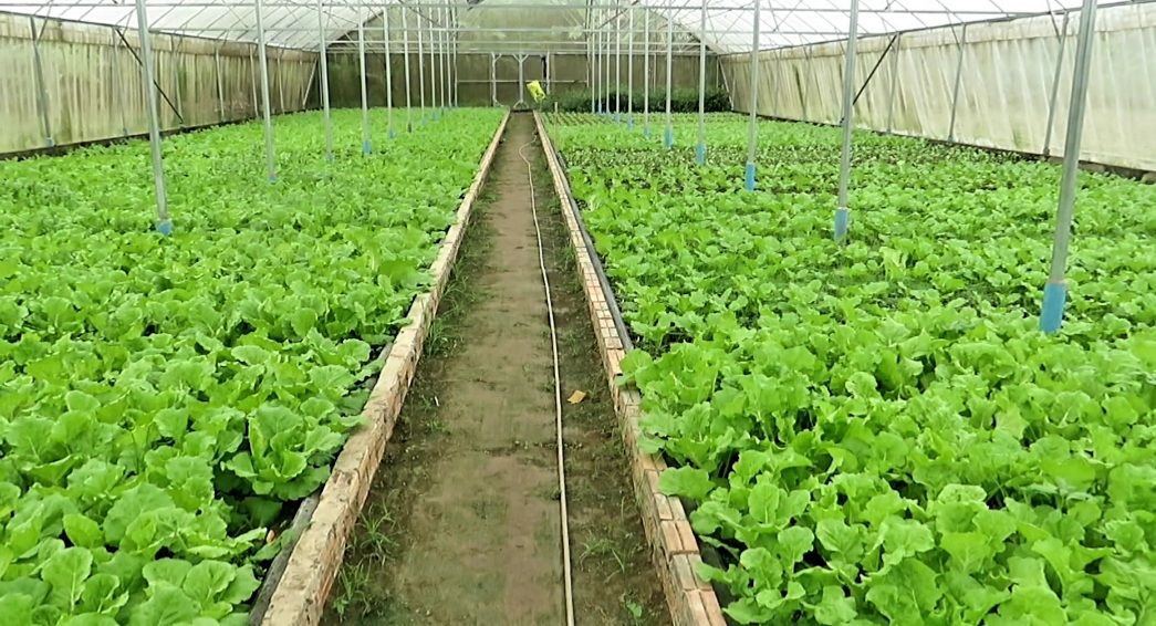 ប្រជាកសិករម្នាក់ចែករំលែក ពីការចិញ្ចឹមបង្កងអូស្ត្រាលីតាមបែបធម្មជាតិ ងាយស្រួលទទួលផលល្អ និងមានរស់ជាតិឆ្ងាញ់លើសគេ