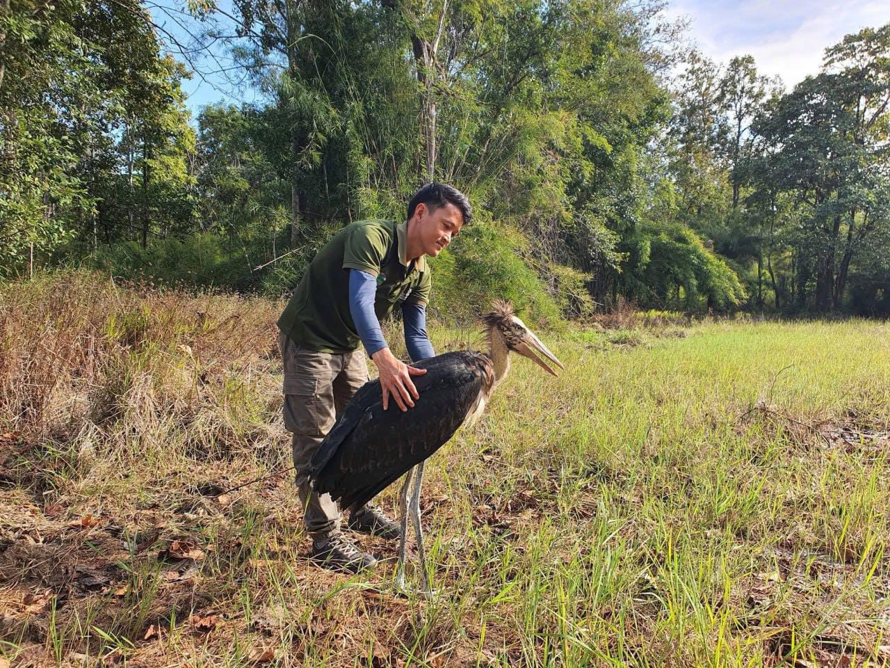 សត្វត្រដក់តូចត្រូវបានសង្គ្រោះ និងដោះលែងត្រឡប់ទៅធម្មជាតិវិញ នៅក្នុងតំបន់គម្រោងរេដបូកដែនជម្រកសត្វព្រៃលំផាត់
