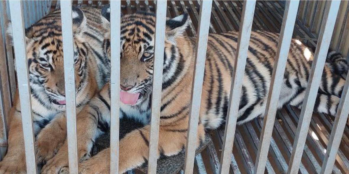 កូន «ខ្លាដំបង» ០២ក្បាល ត្រូវបានស្នងការប៉ូលិសខេត្តមណ្ឌលគិរី ប្រគល់ឱ្យទៅមន្ត្រីជំនាញនៃមន្ទីរកសិកម្មខេត្តទទួលយកទៅមើលថែបន្ត