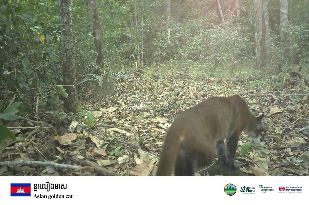 ប្រភេទសត្វកម្រជាច្រើន ត្រូវបានកត់ត្រាតាមម៉ាស៊ីនថតស្វ័យប្រវត្ត នៅឧទ្យានជាតិវីរជ័យ